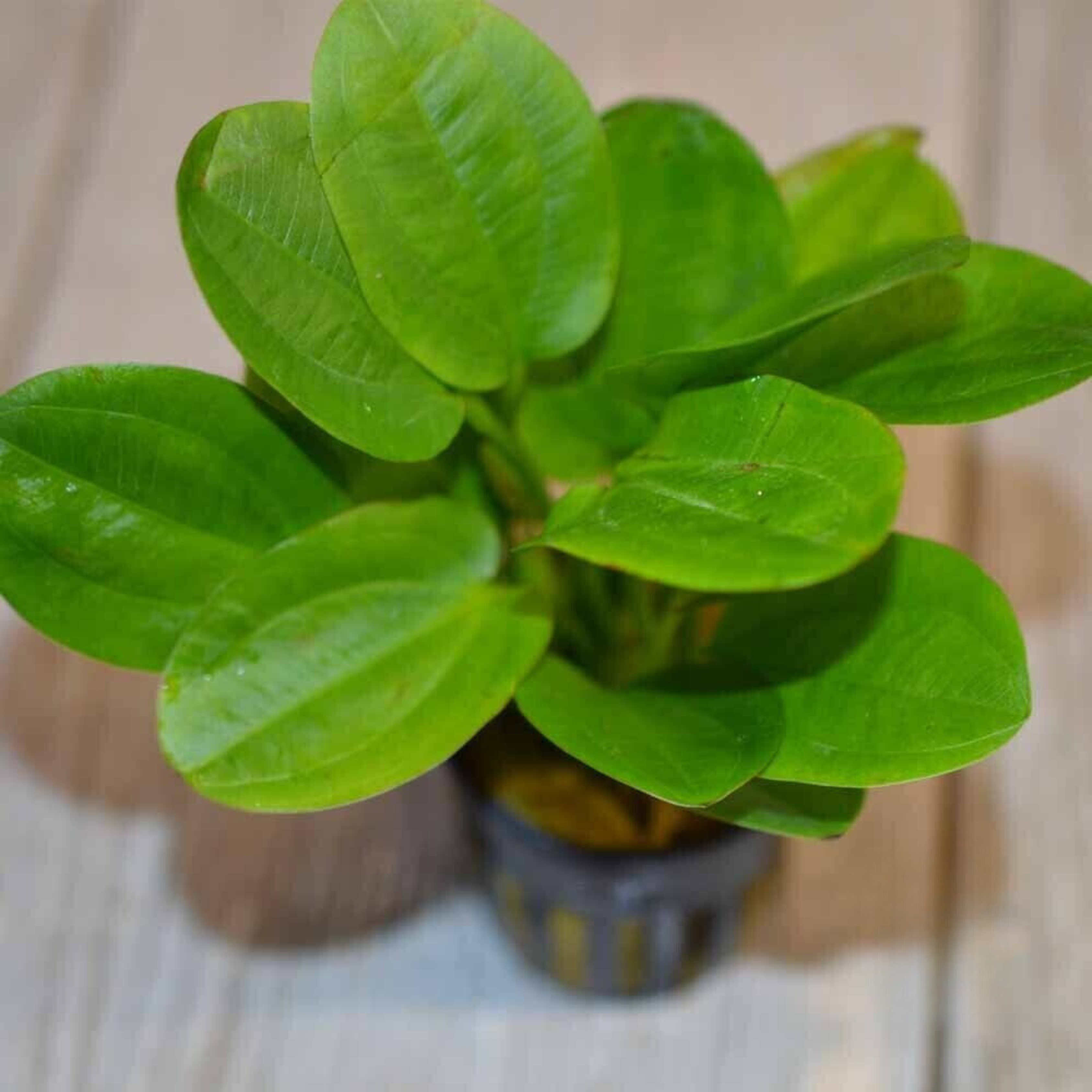 Echinodorus Horizontalis Mini Aquatic Live Plant