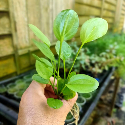 Echinodorus Horizontalis Mini Aquatic Live Plant