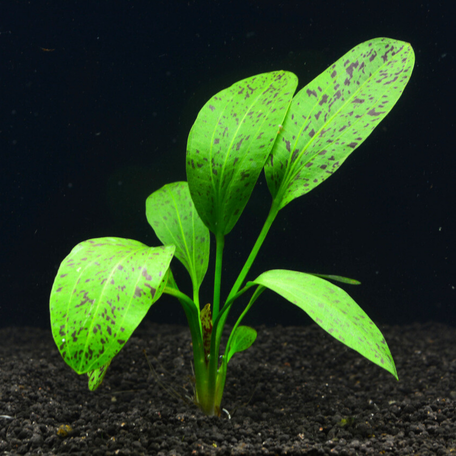 Echinodorus Ozelot Green Aquatic Live Plant