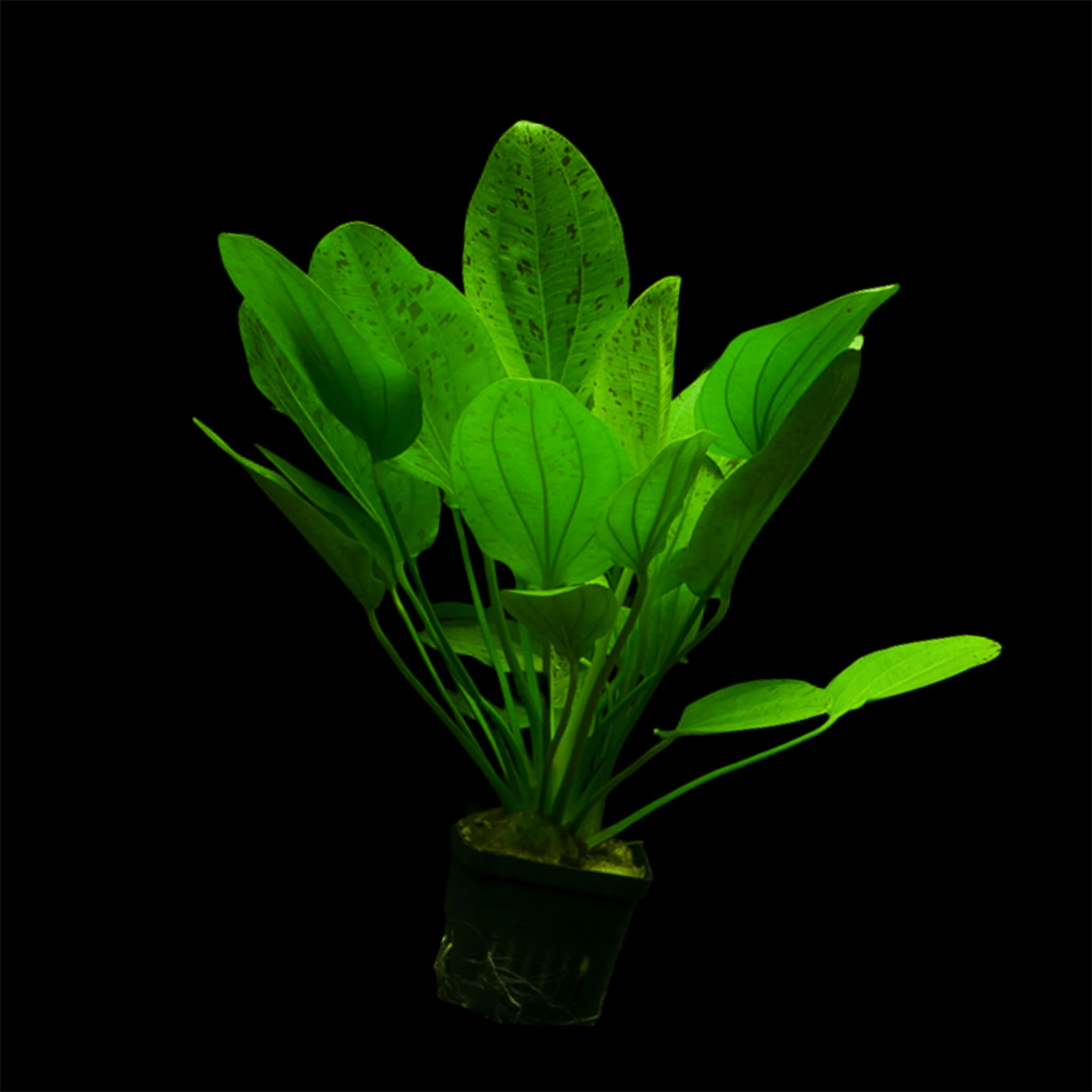 Echinodorus Ozelot Green Aquatic Live Plant