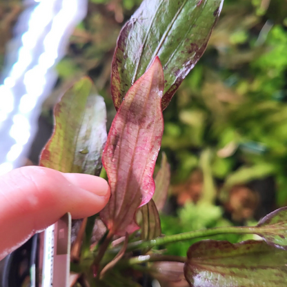 Echinodorus Rose Aquatic Live Plant