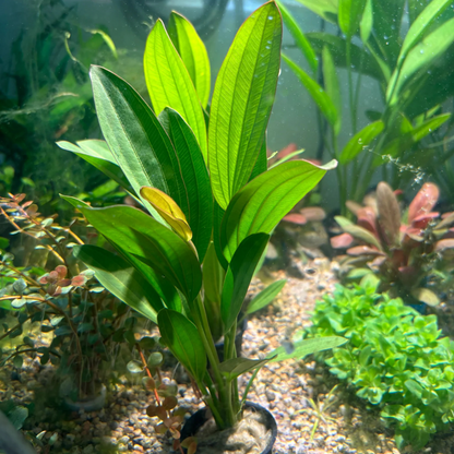 Echinodorus Rose Aquatic Live Plant