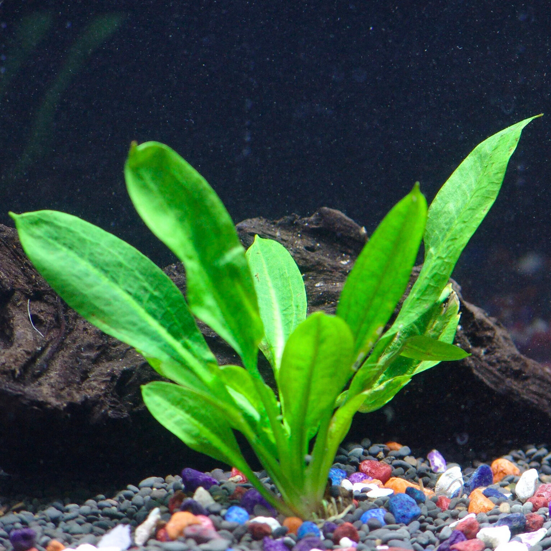 Echinodorus Wild Grass Aquatic Live Plant