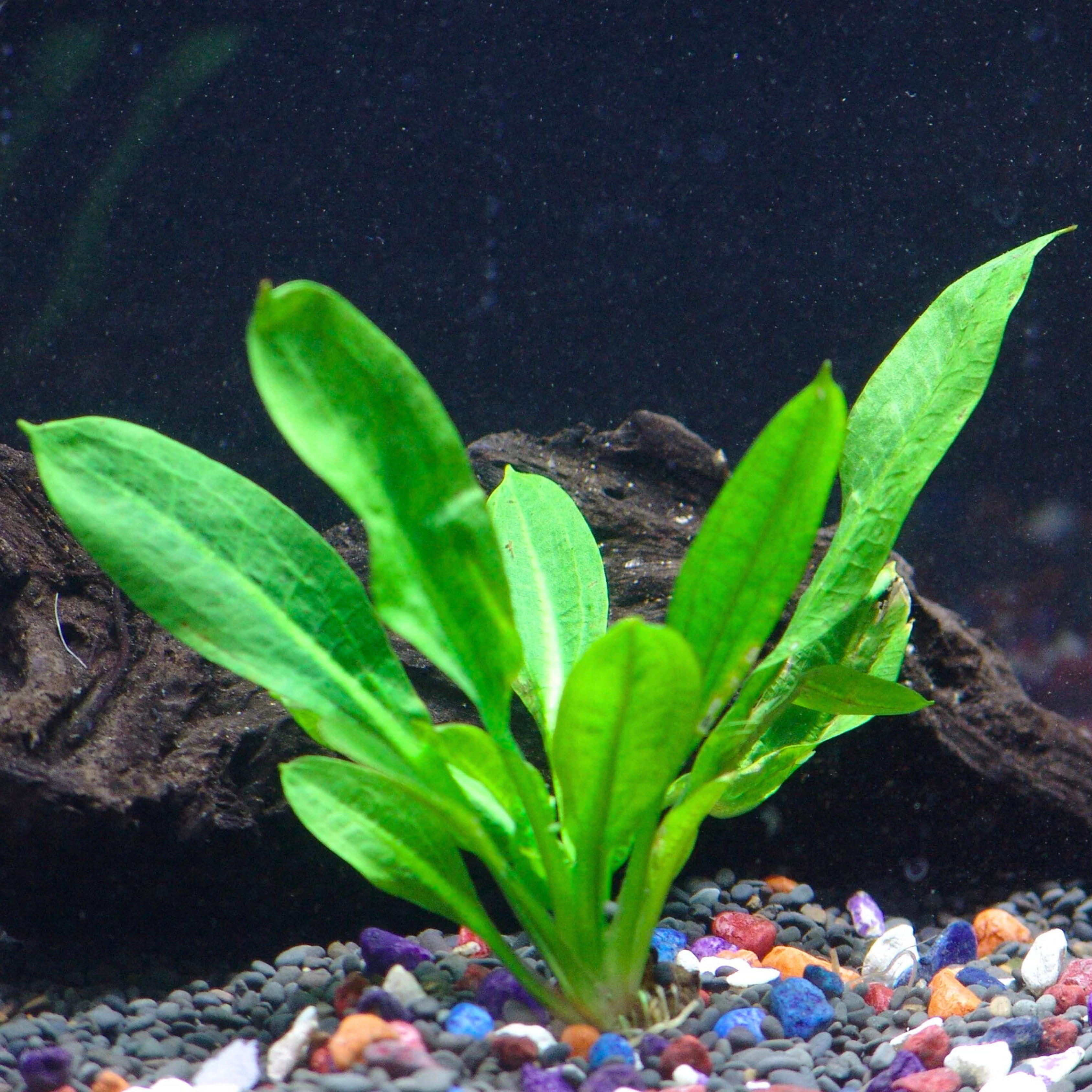 Echinodorus Wild Grass Aquatic Live Plant