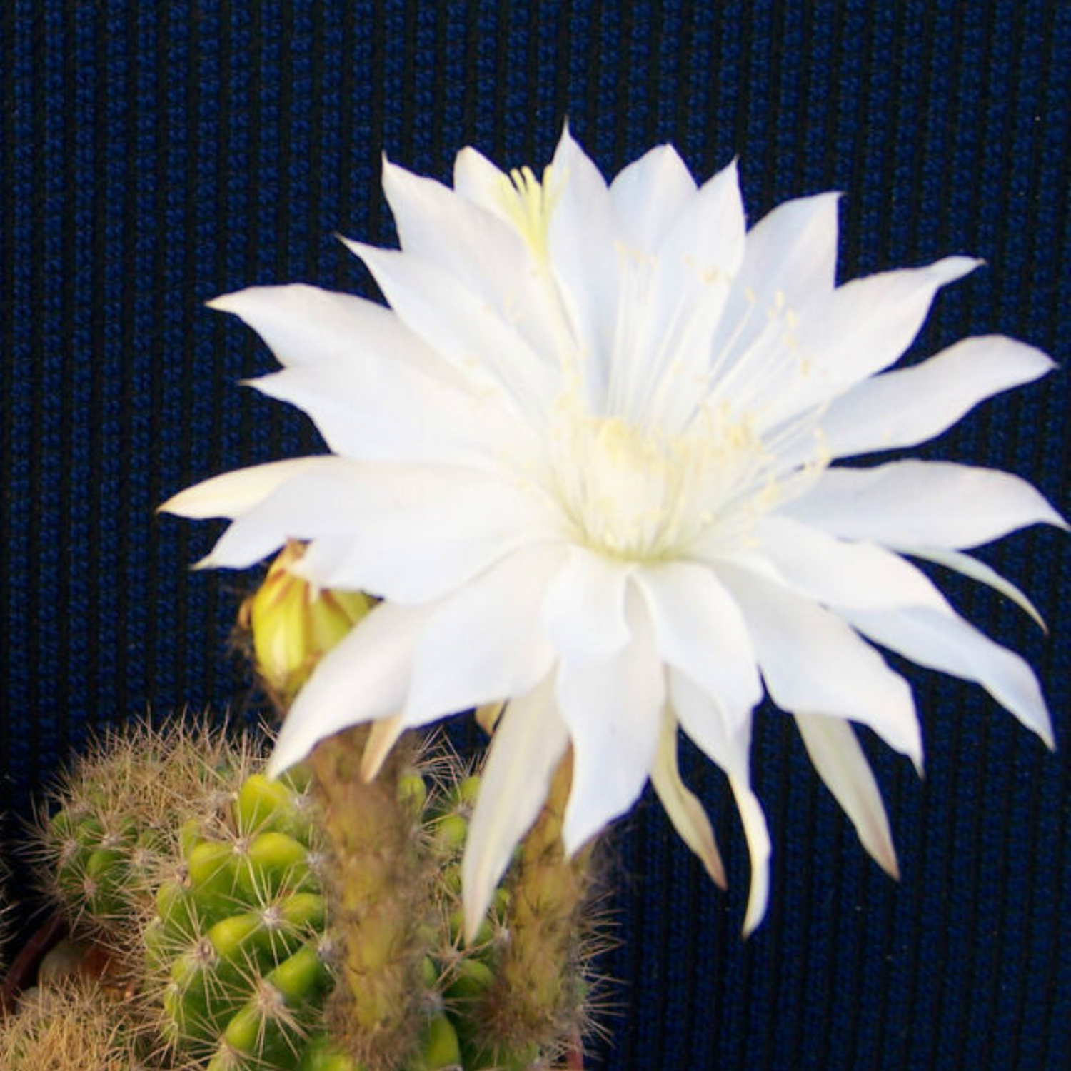 Echinopsis Calochlora Cactus