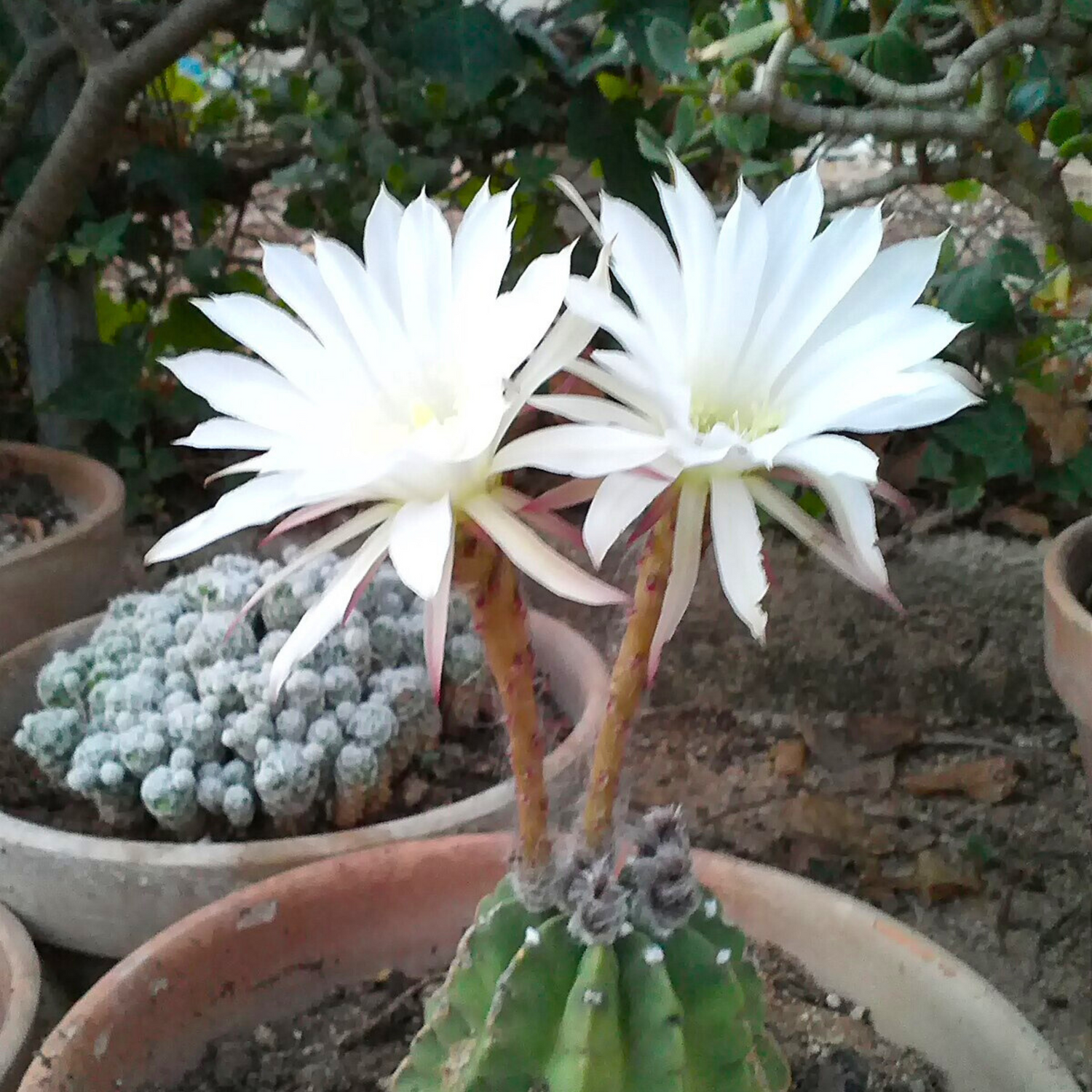 Echinopsis Calochlora Cactus