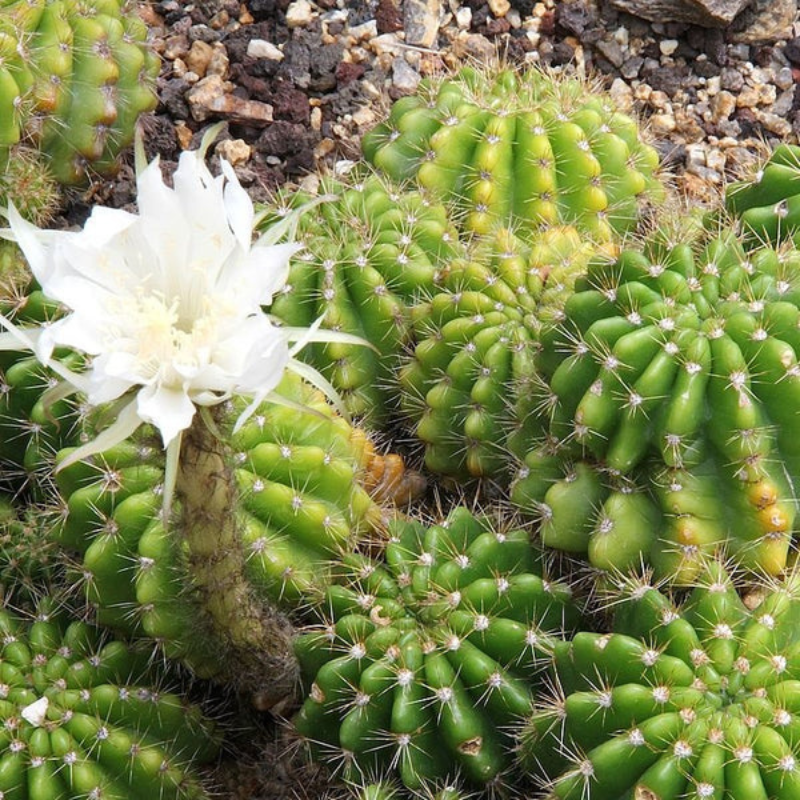 Echinopsis Calochlora Cactus