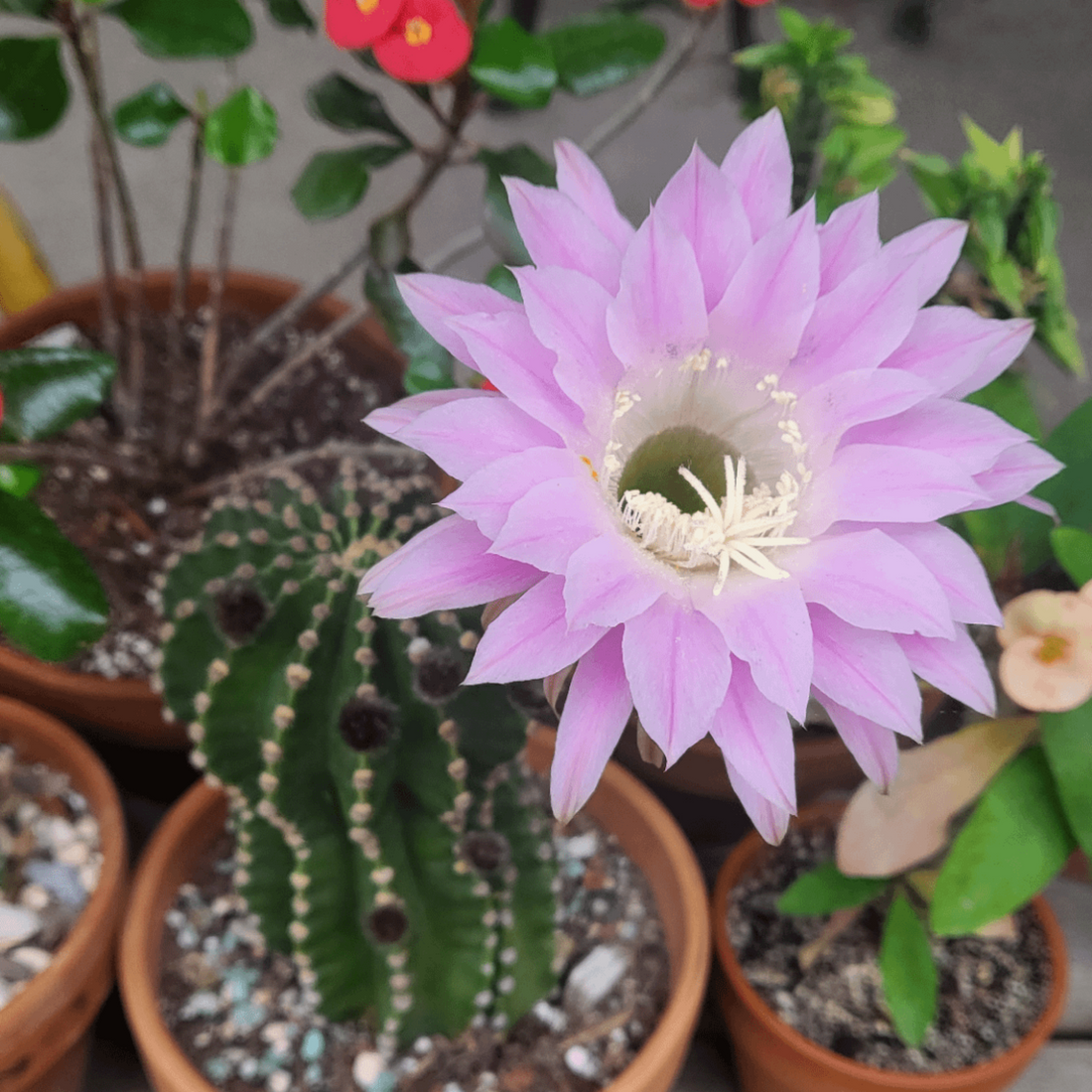 Echinopsis Tubiflora Cactus