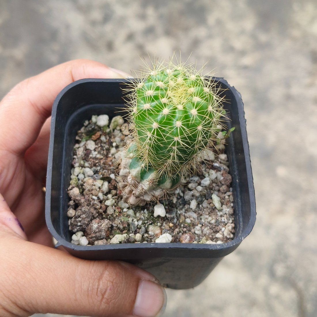 Echinopsis Tubiflora Cactus