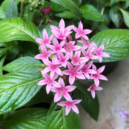 Egyptian Star-Cluster (Pentas lanceolata) Flowering Live Plant