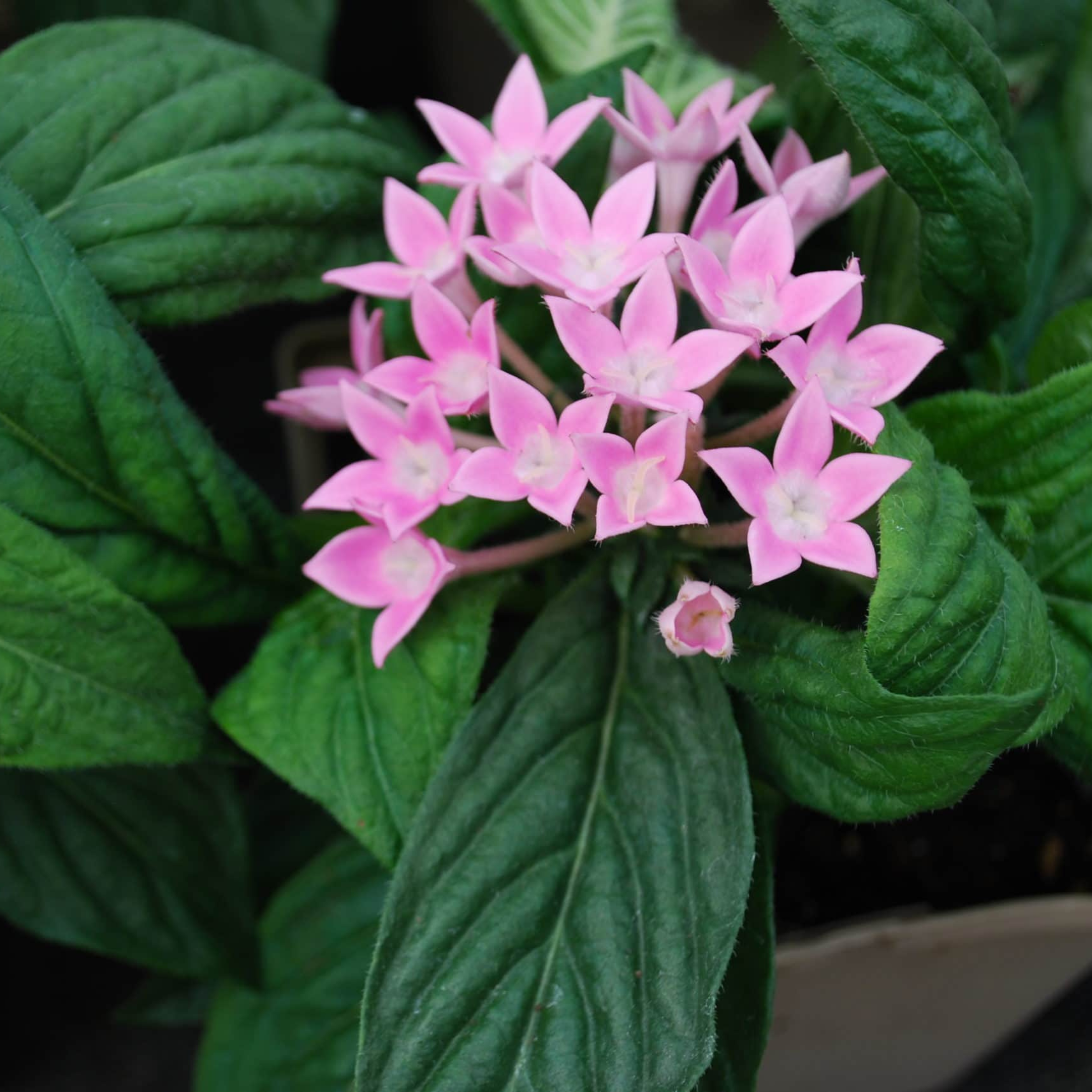 Egyptian Star-Cluster (Pentas lanceolata) Flowering Live Plant