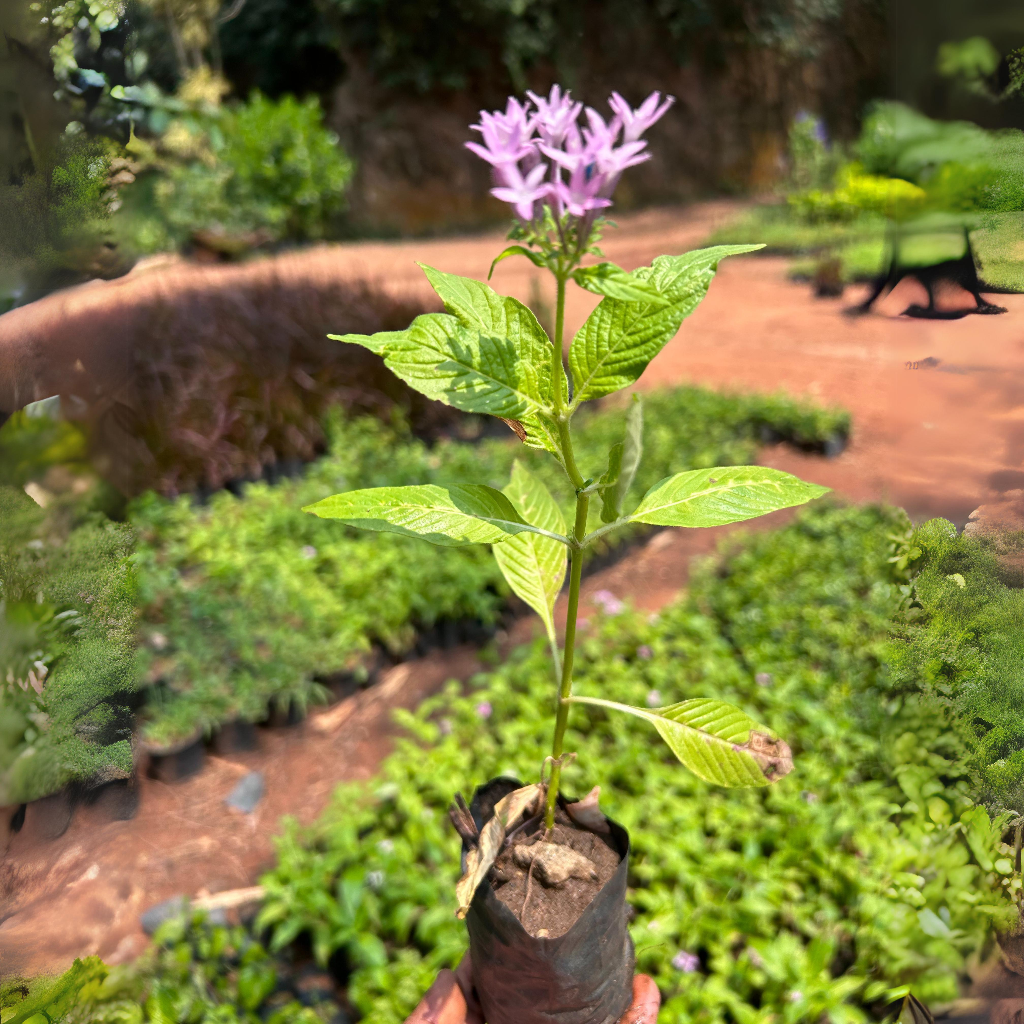 Egyptian Star-Cluster (Pentas lanceolata) Flowering Live Plant