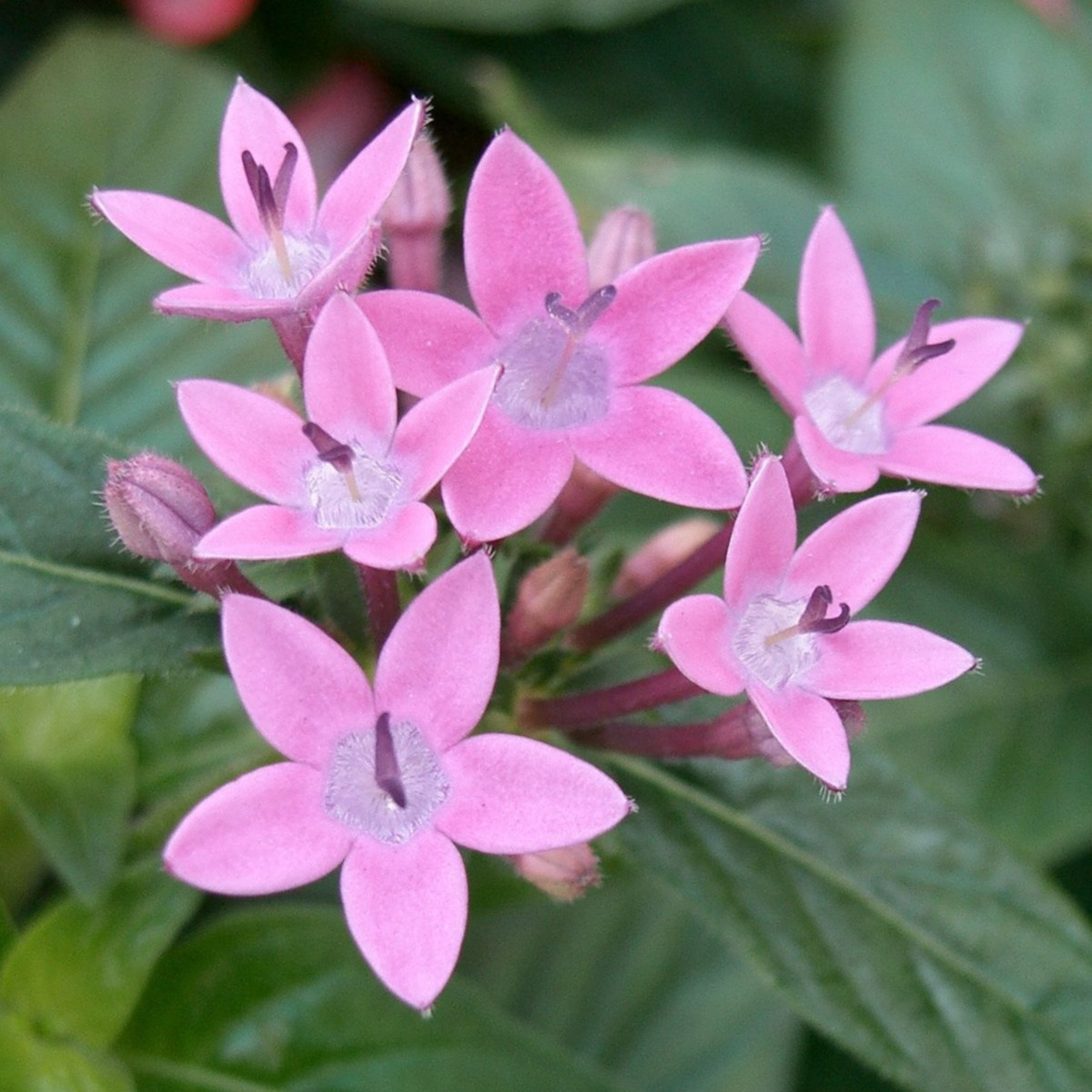 Egyptian Star-Cluster (Pentas lanceolata) Flowering Live Plant