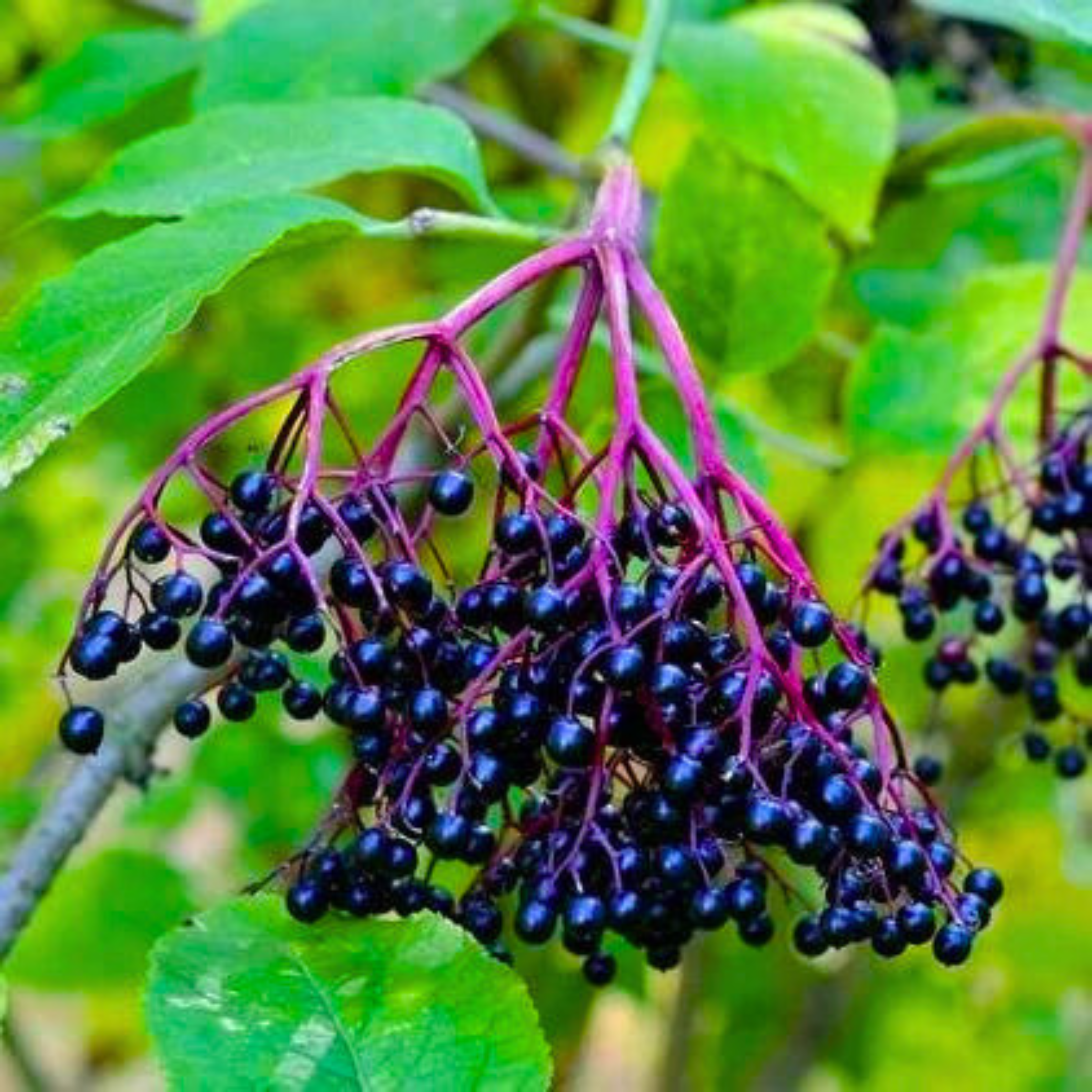 Elder Berry (Sambucus nigra) Rare Fruit/Flowering Live Plant