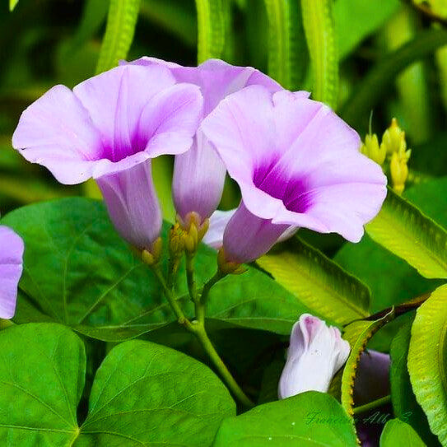 Elephant Creeper (Argyreia Nervosa) Rare Flowering Live Plant