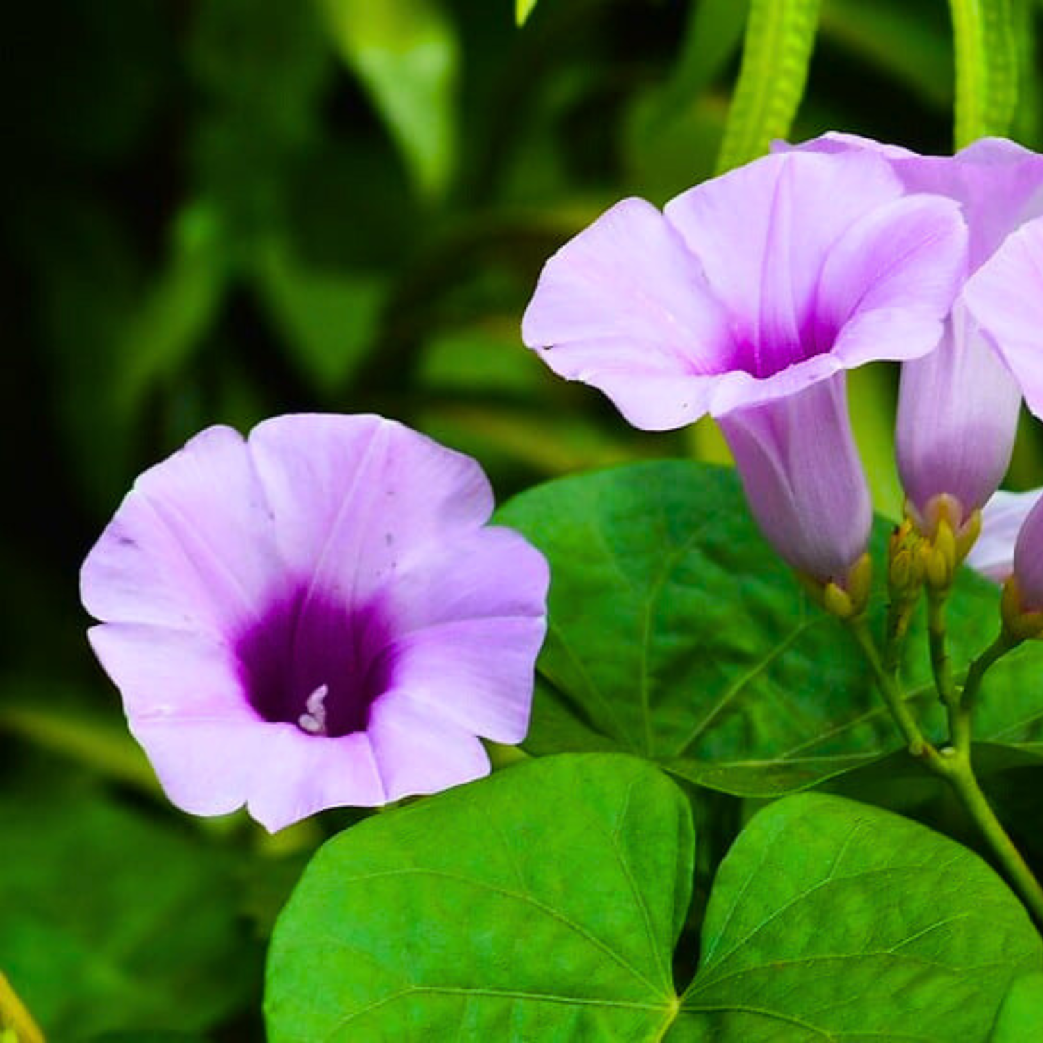 Elephant Creeper (Argyreia Nervosa) Rare Flowering Live Plant