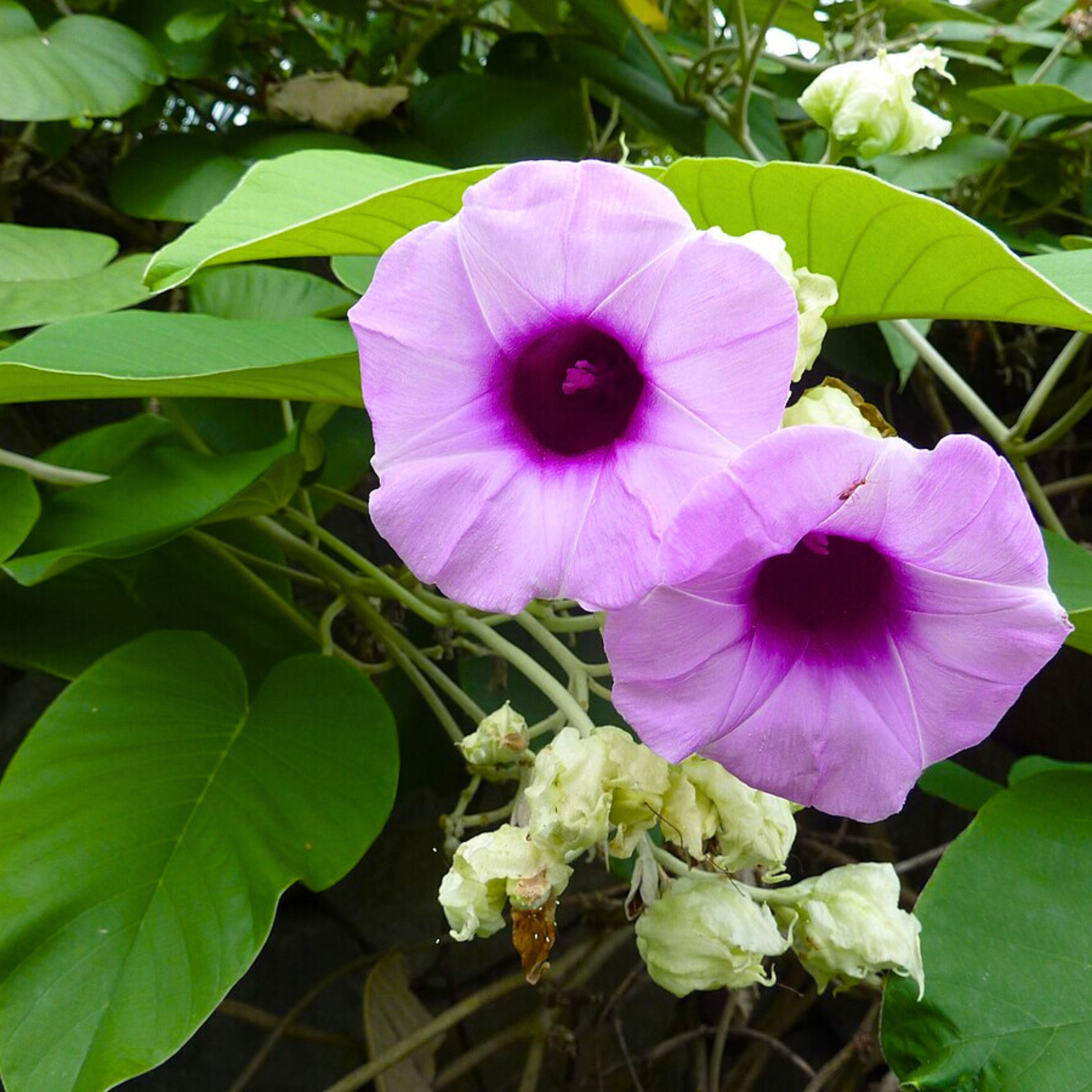 Elephant Creeper (Argyreia Nervosa) Rare Flowering Live Plant