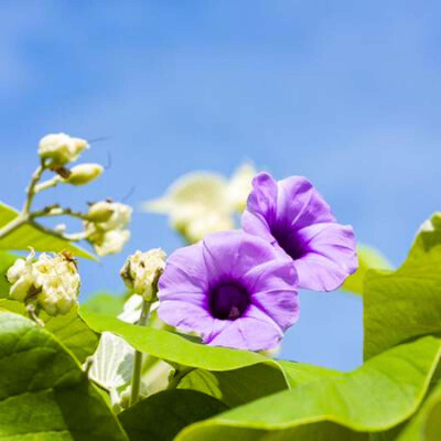 Elephant Creeper (Argyreia Nervosa) Rare Flowering Live Plant