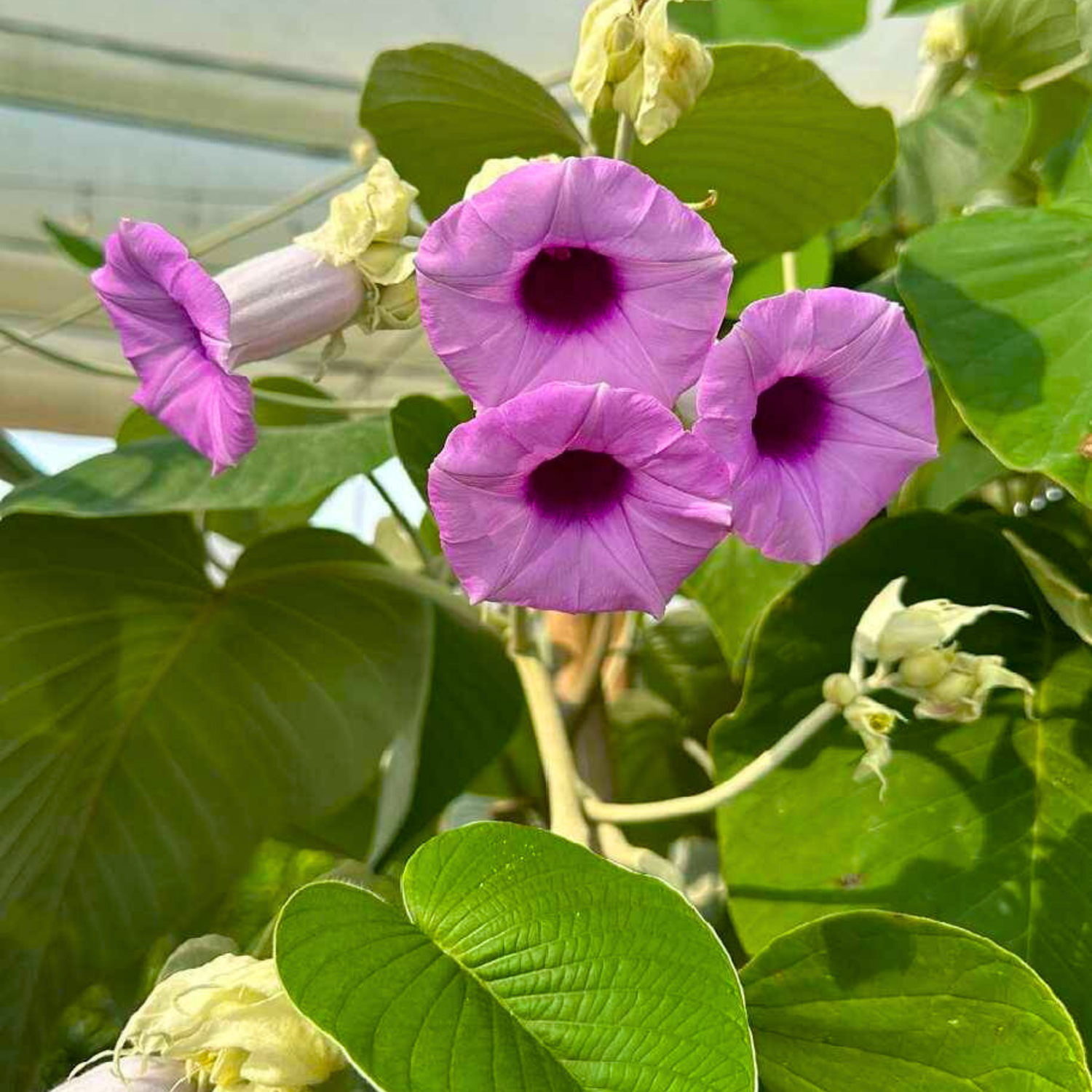 Elephant Creeper (Argyreia Nervosa) Rare Flowering Live Plant