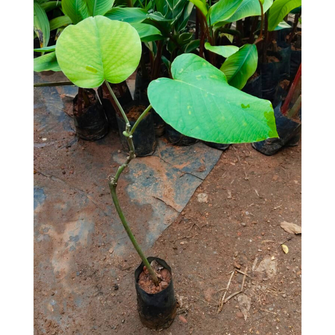 Elephant Creeper (Argyreia Nervosa) Rare Flowering Live Plant