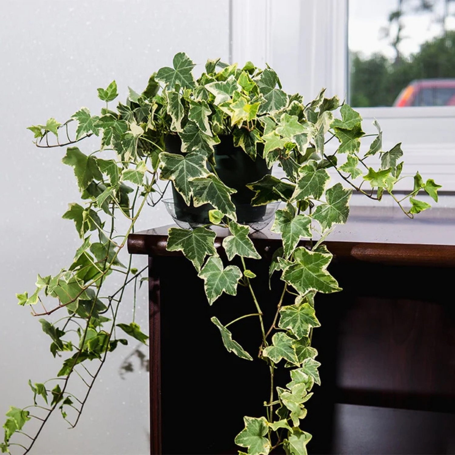 English Ivy Variegated (Hedera helix Variegata) Indoor Live Plant