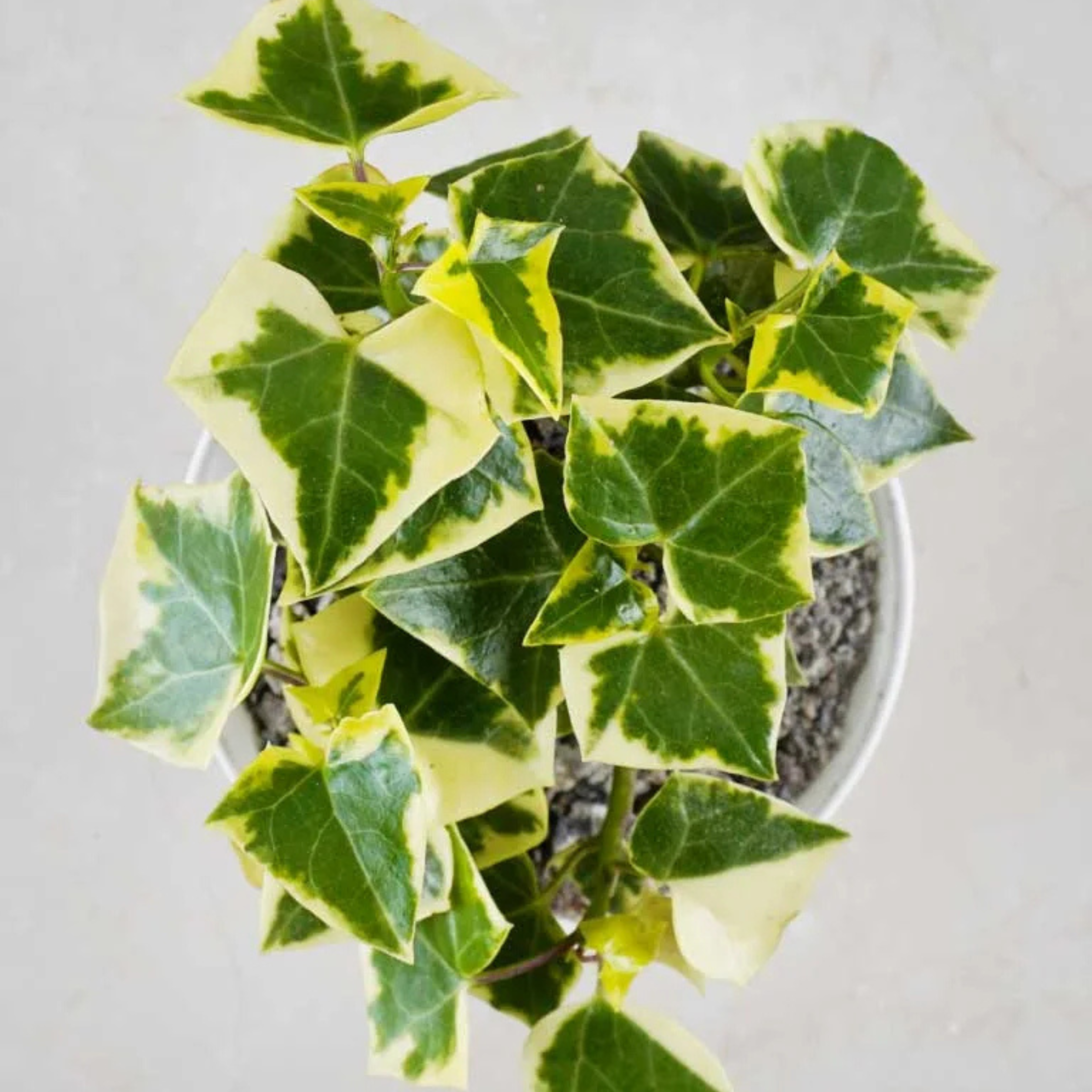 English Ivy Variegated (Hedera helix Variegata) Indoor Live Plant