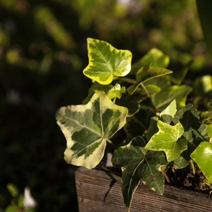 English Ivy Variegated (Hedera helix Variegata) Indoor Live Plant