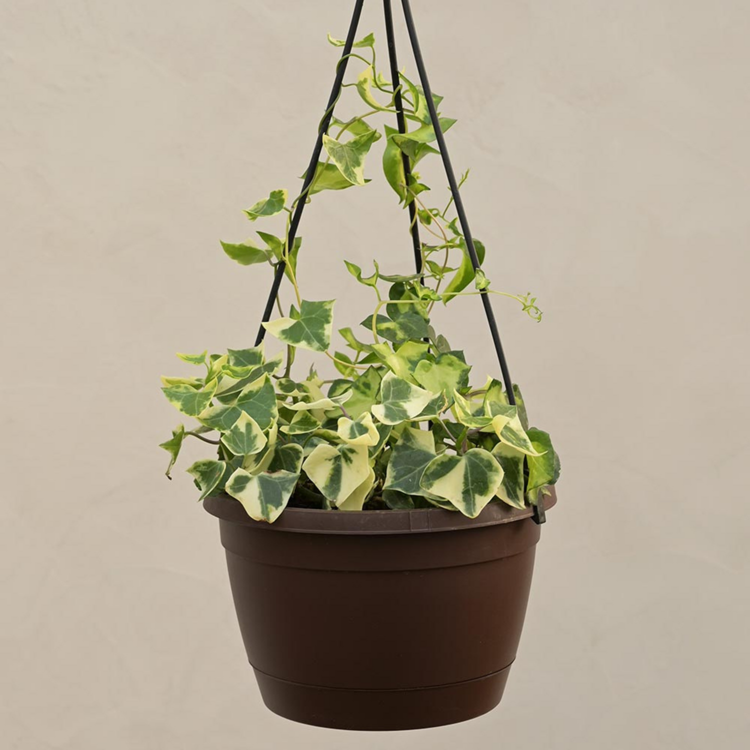 English Ivy Variegated (Hedera helix Variegata) Indoor Live Plant