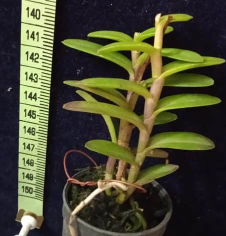 Epidendrum. Miracle Valley Nodeshika (seedling)
