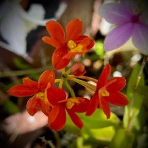 Epidendrum. New Red (seedling)
