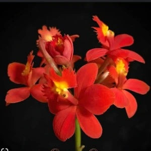 Epidendrum. Red SOC (Seedling)