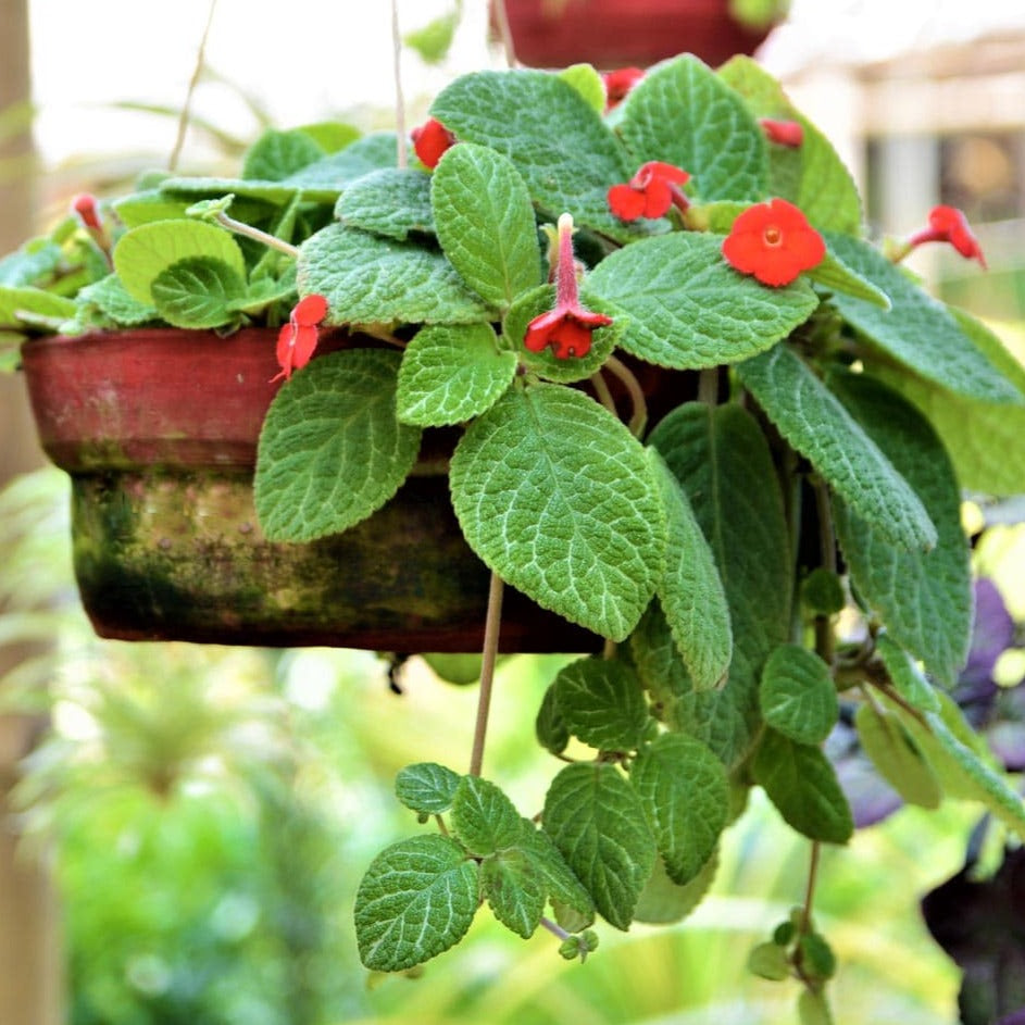 Episcia Cupreata Red (Hanging) All Time Flowering Live Plant