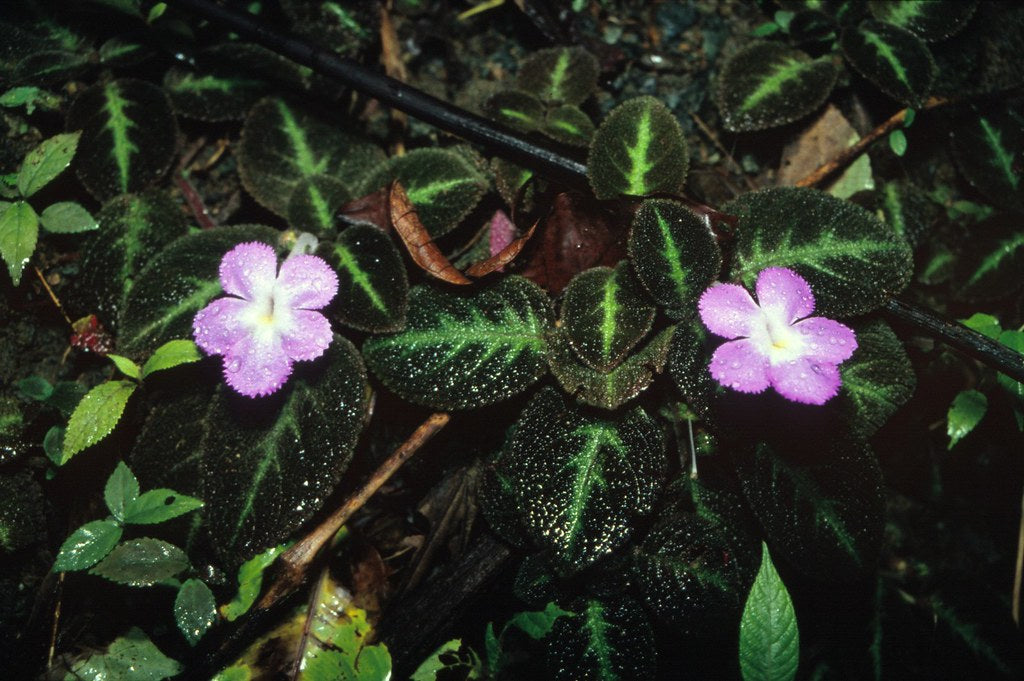 Episcia Blue Heaven (Hanging) All Time Flowering Live Plant