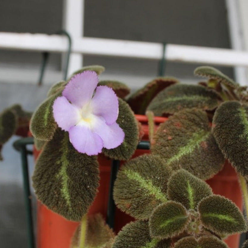 Episcia Blue Heaven (Hanging) All Time Flowering Live Plant