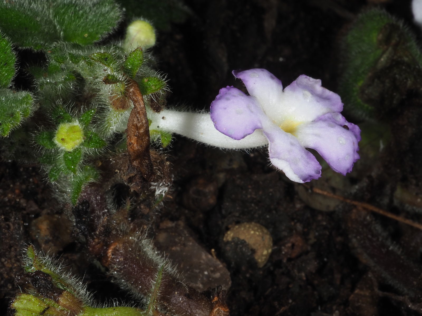 Episcia Blue Heaven (Hanging) All Time Flowering Live Plant