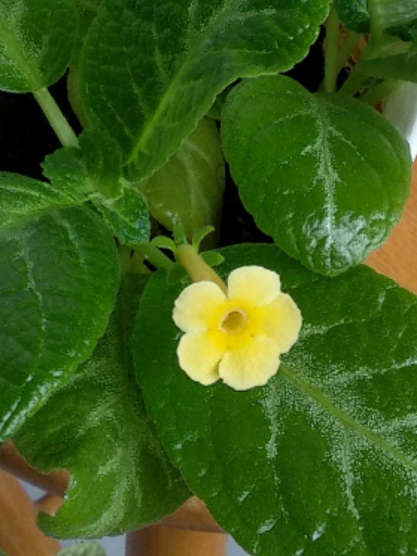 Episcia Yellow (Hanging) All Time Flowering Live Plant – Seed2Plant