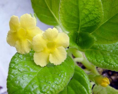 Episcia Yellow (Hanging) All Time Flowering Live Plant