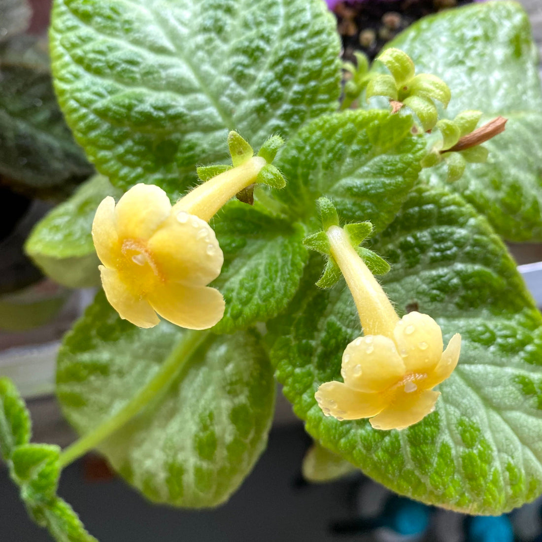 Episcia Yellow (Hanging) All Time Flowering Live Plant