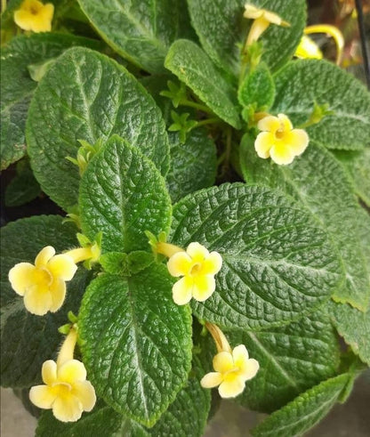 Episcia Yellow (Hanging) All Time Flowering Live Plant – Seed2Plant