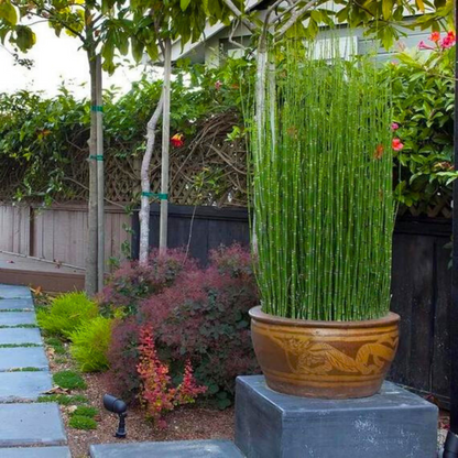 Equisetum Horsetail Live Plant