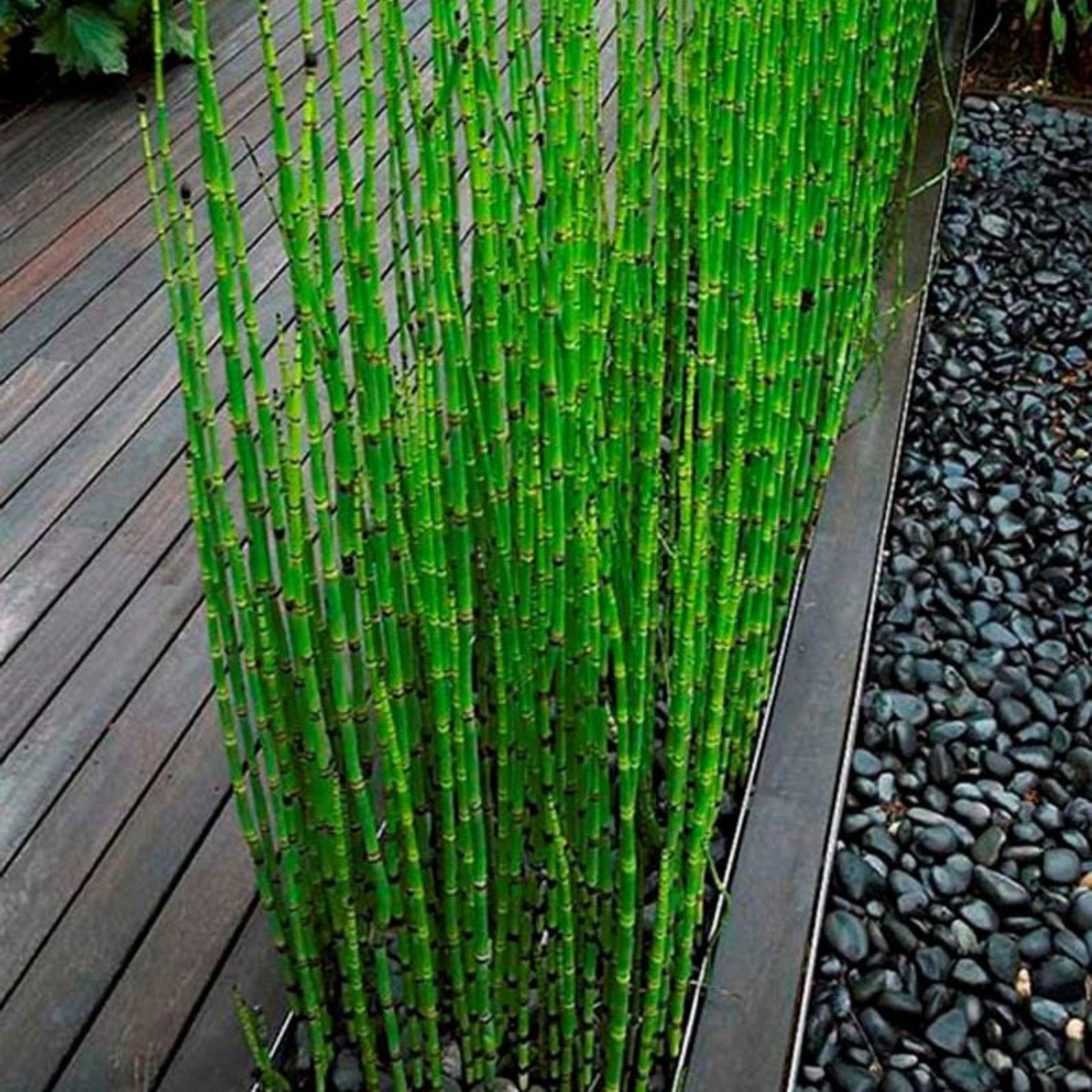 Equisetum Horsetail Live Plant