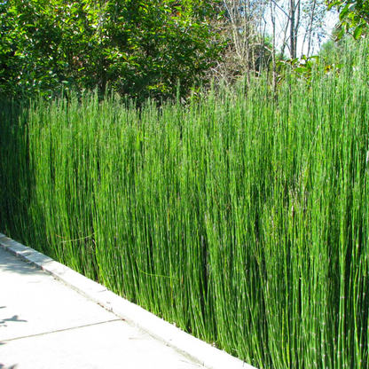 Equisetum Horsetail Live Plant