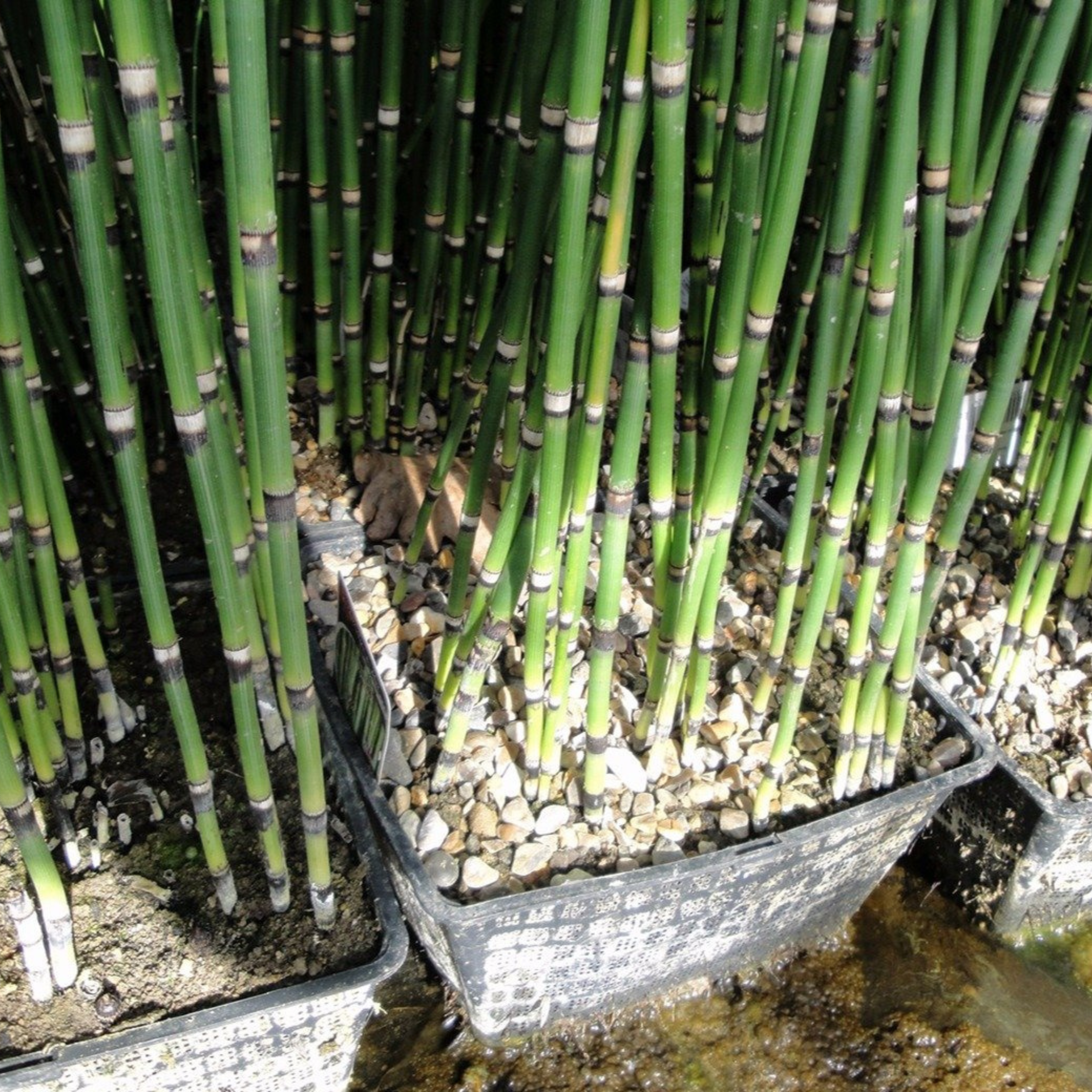 Equisetum Horsetail Live Plant