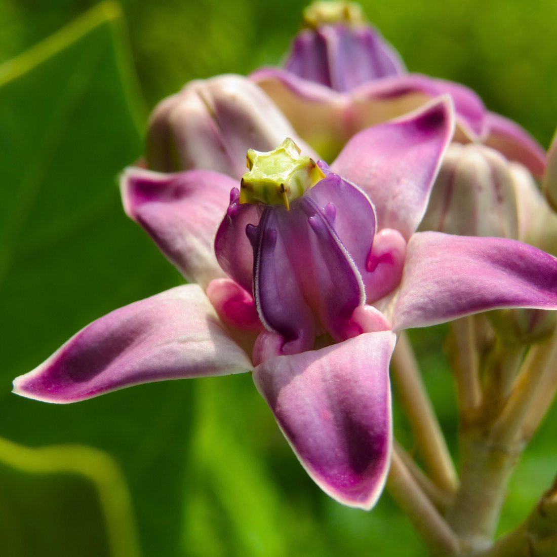 Erukku / Crown Flower (Calotropis gigantea) Rare All Time Flowering / Medicinal Live Plant