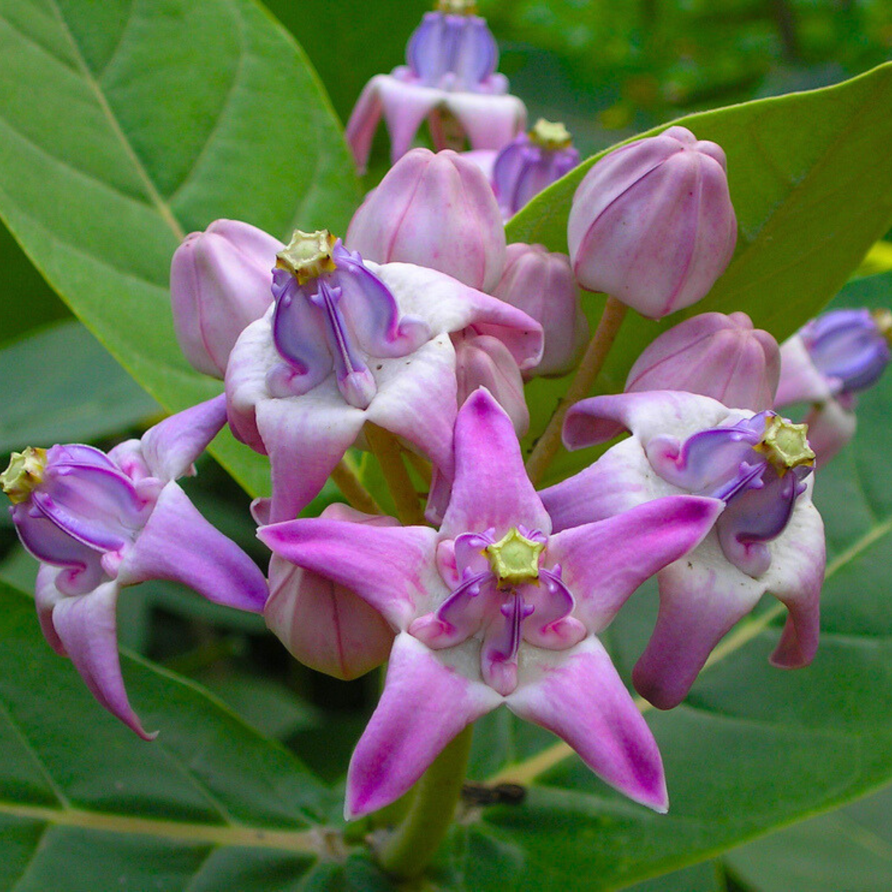 Erukku / Crown Flower (Calotropis gigantea) Rare All Time Flowering / Medicinal Live Plant