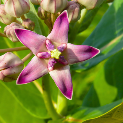 Erukku / Crown Flower (Calotropis gigantea) Rare All Time Flowering / Medicinal Live Plant