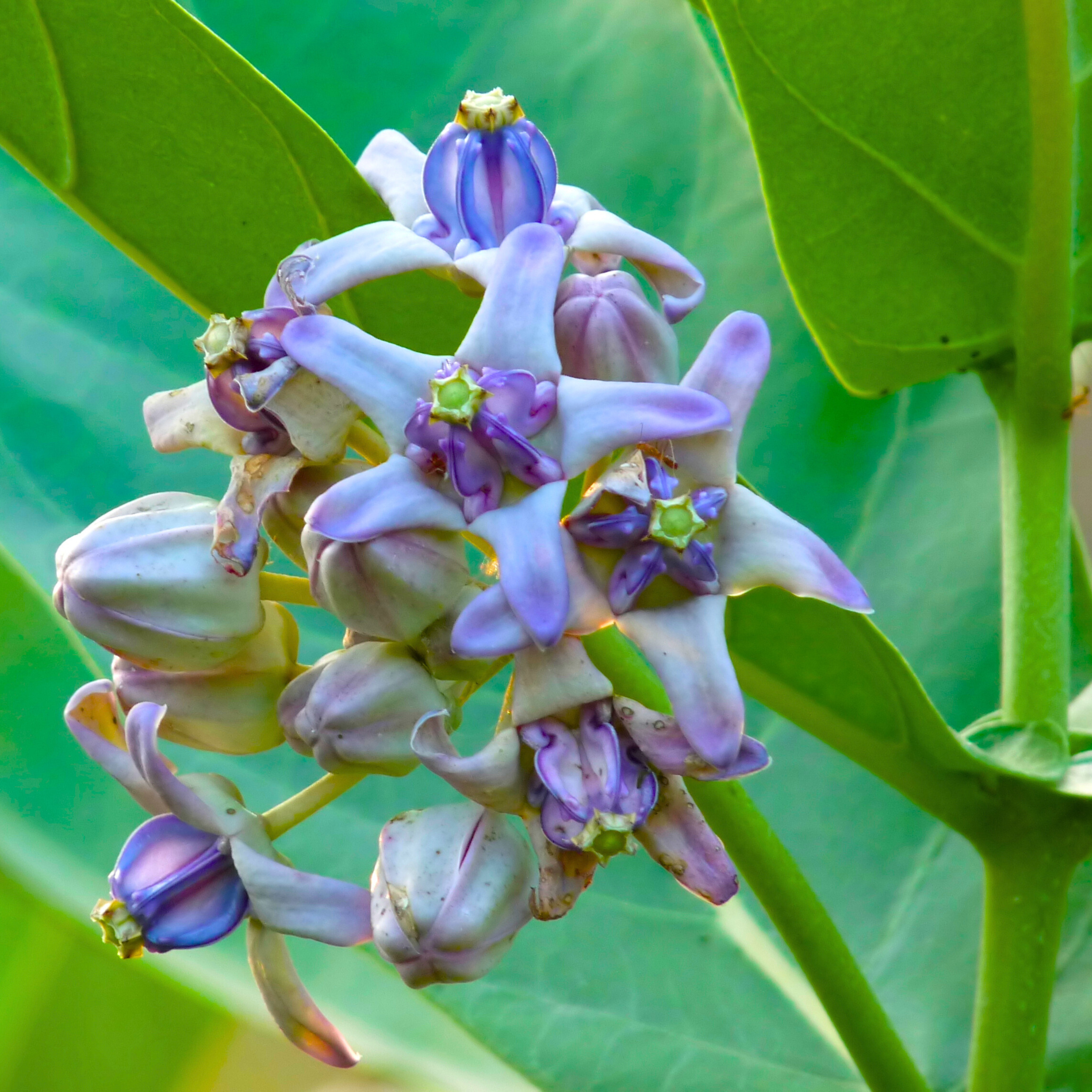 Erukku / Crown Flower (Calotropis gigantea) Rare All Time Flowering / Medicinal Live Plant