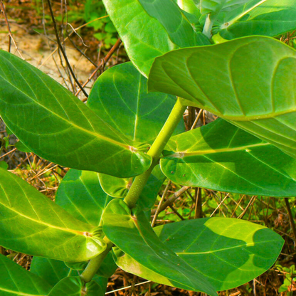 Erukku / Crown Flower (Calotropis gigantea) Rare All Time Flowering / Medicinal Live Plant