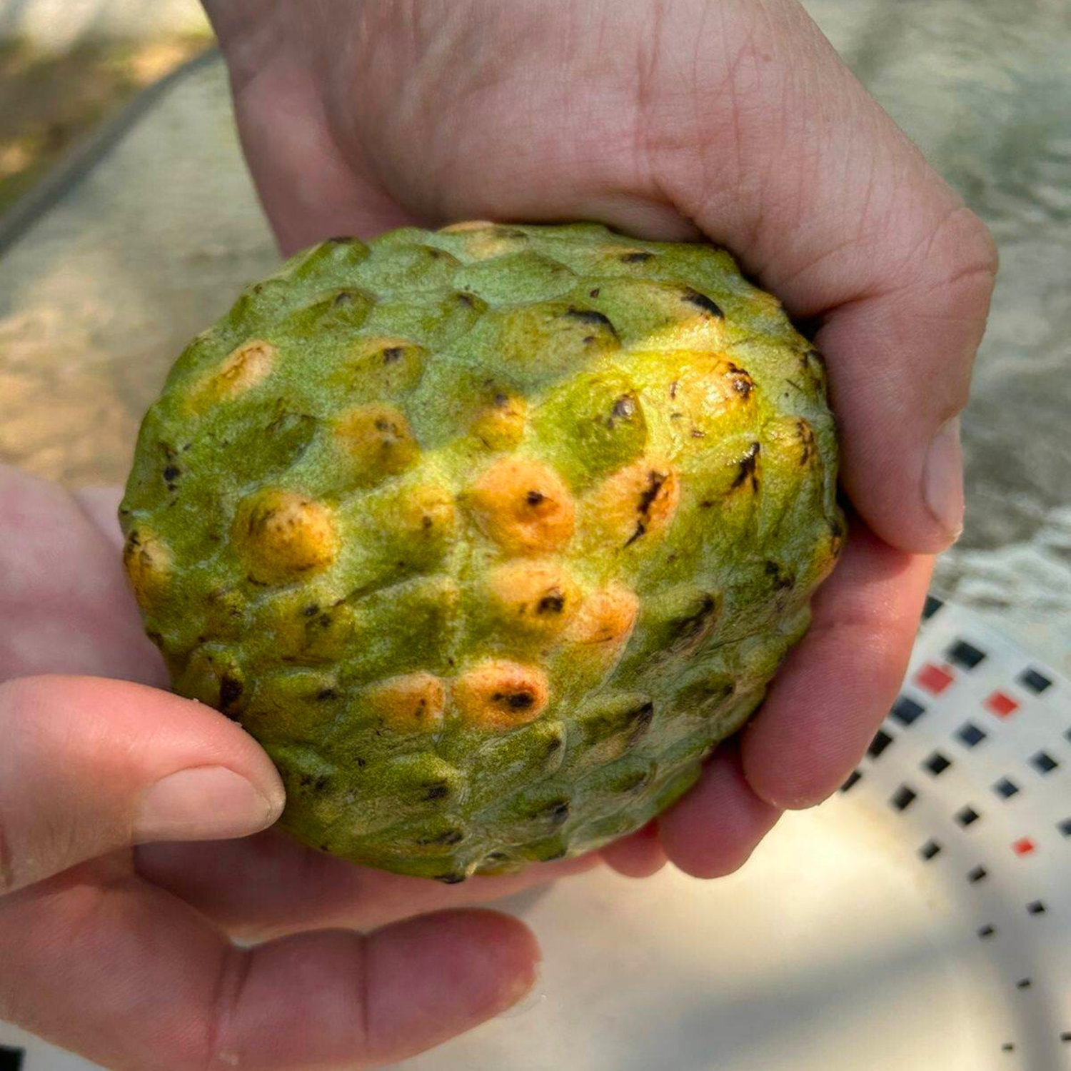 Escarlet (Annona reticulata) Fruit Live Plant