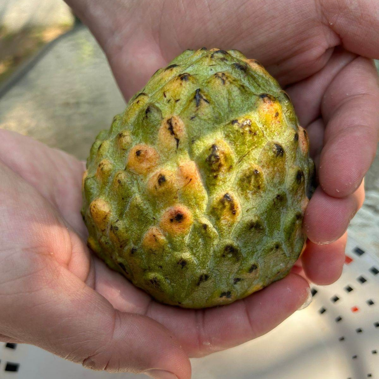 Escarlet (Annona reticulata) Fruit Live Plant